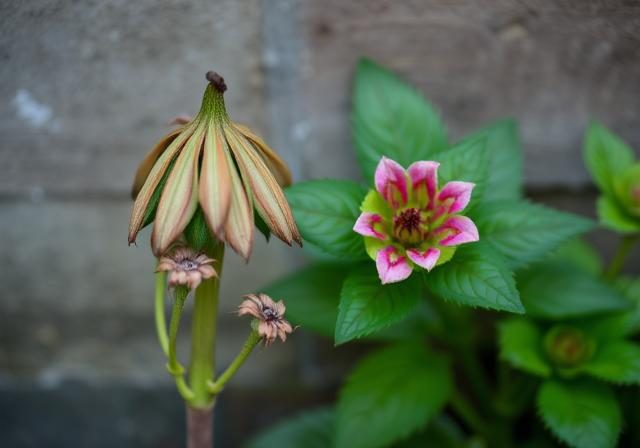 A wilted plant beside a vibrant one