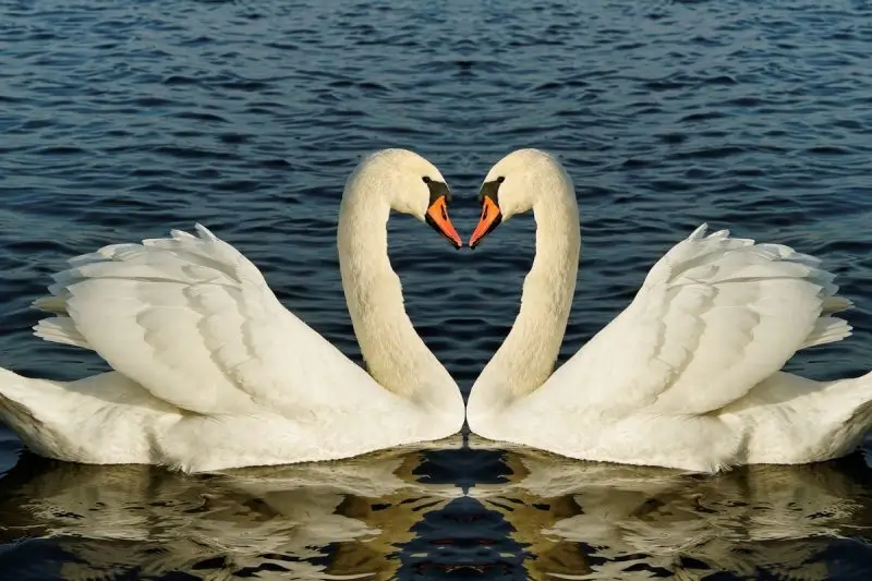 two-swans-resized-800x533